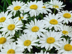 Нивяник великолепный 