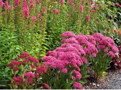 Очиток обыкновенный Очиток обыкновенный