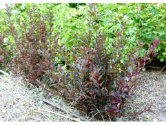 Пузыреплодник калинолистный 