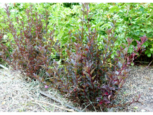 Пузыреплодник калинолистный Пузыреплодник калинолистный