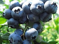 Голубика высокорослая Голубика высокорослая