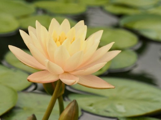 Нимфея Нимфея