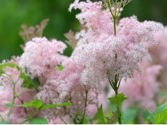 Лабазник пурпурный (таволга) 