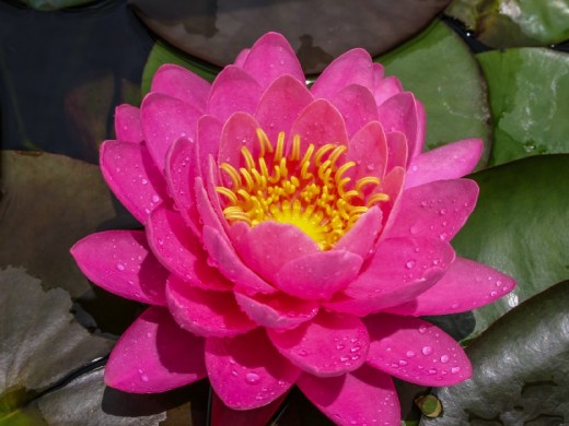 Нимфея Нимфея