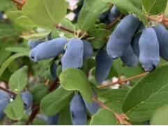 Жимолость Жимолость