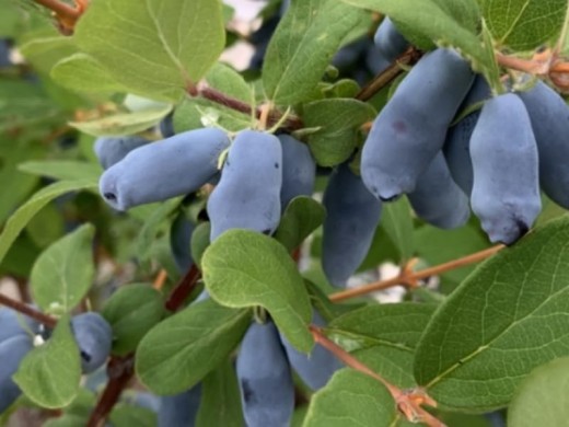 Жимолость Жимолость