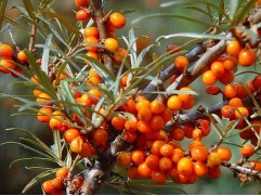 Облепиха 