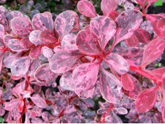 Барбарис Тунберга Барбарис Тунберга