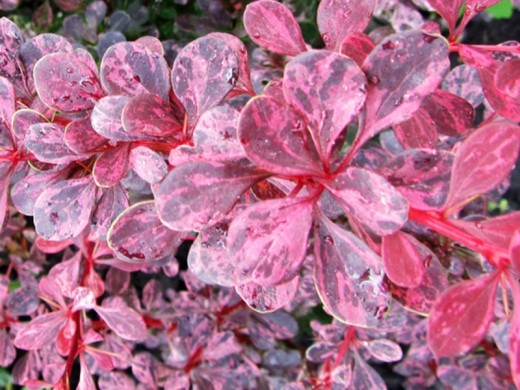 Барбарис Тунберга 