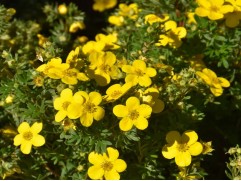 Лапчатка кустарниковая Лапчатка кустарниковая