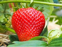 Земляника крупноплодная ремонтантная 