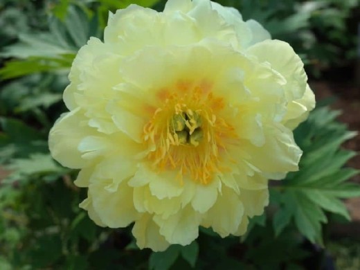 Пион Ито-гибрид Пион Ито-гибрид