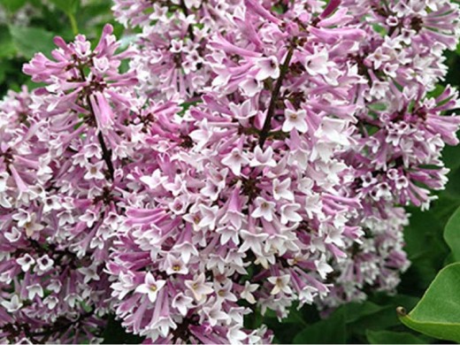 Сирень раскидистая Сирень раскидистая