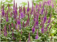 Вероника колосистая 