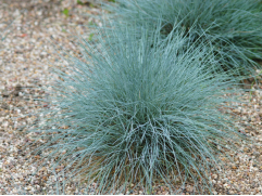 Овсяница сизая 