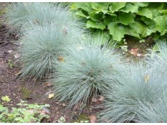 Овсяница сизая 