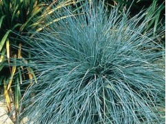 Овсяница сизая 