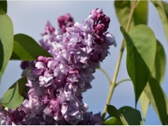 Сирень обыкновенная Сирень обыкновенная