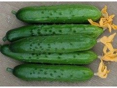 Огурец 