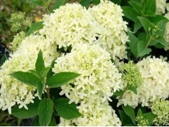 Гортензия метельчатая 