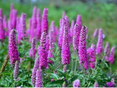 Вероника гибридная 