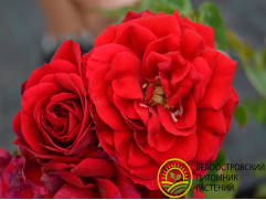 Роза плетистая Роза плетистая