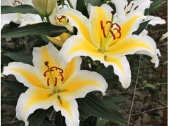 Лилия восточная Лилия восточная