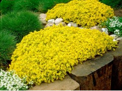 Очиток едкий Очиток едкий