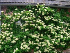 Гортензия черешковая видовая (Контейнер 2,0л.)