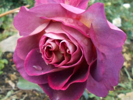 Роза шраб Роза шраб