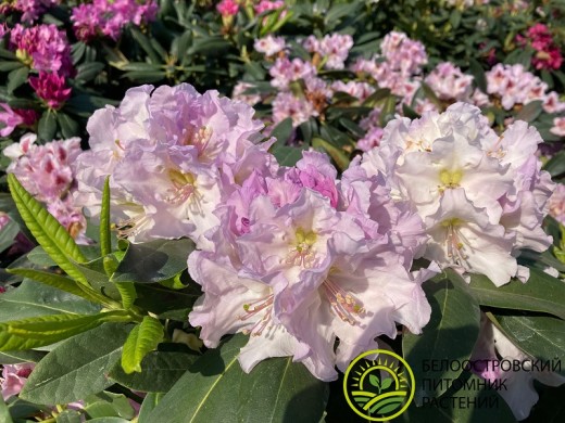 Рододендрон гибридный Рододендрон гибридный