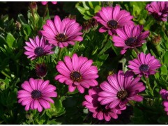 Остеоспермум 