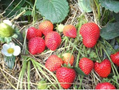 Земляника крупноплодная Земляника крупноплодная