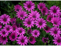 Остеоспермум 