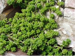 Очиток белый Очиток белый