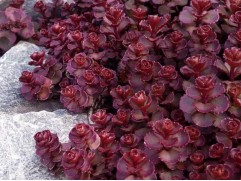 Очиток гибридный Очиток гибридный