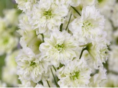 Дельфиниум высокий 