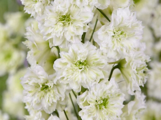 Дельфиниум высокий Дельфиниум высокий