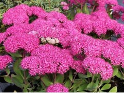 Очиток гибридный Очиток гибридный