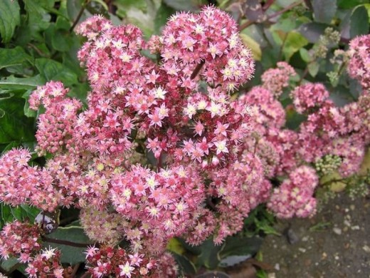 Очиток гибридный Очиток гибридный