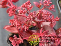 Очиток гибридный Очиток гибридный