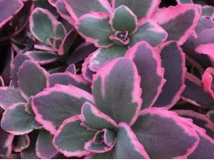 Очиток гибридный Очиток гибридный