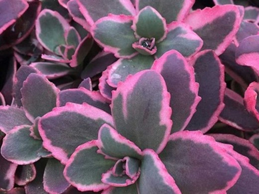 Очиток гибридный Очиток гибридный