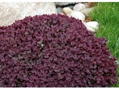 Очиток гибридный Очиток гибридный