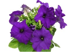 Петуния крупноцветковая 