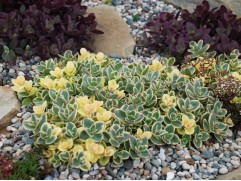 Очиток гибридный Очиток гибридный