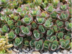 Очиток гибридный Очиток гибридный