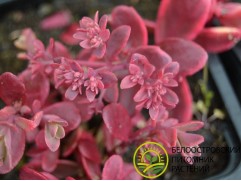 Очиток гибридный Очиток гибридный