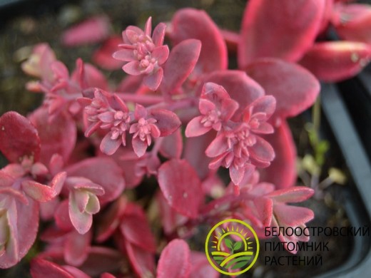 Очиток гибридный Очиток гибридный