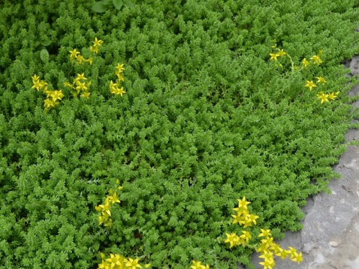 Очиток едкий (Контейнер 1,0л.) Очиток едкий (Контейнер 1,0л.)